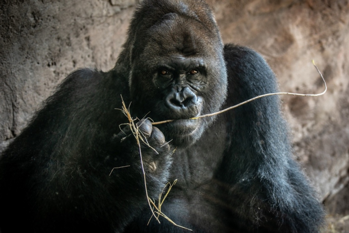 🦍 Gino: The Gorilla Who Stole Hearts