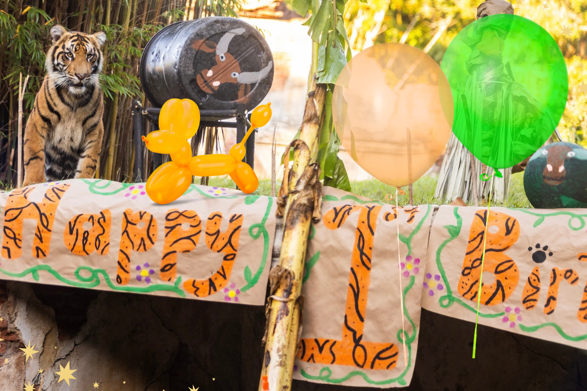 Bakso the Tiger’s Big Birthday Bash 🎂🐯